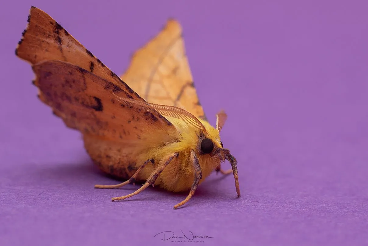 Canary-shouldered Thorn-0025PP.jpg