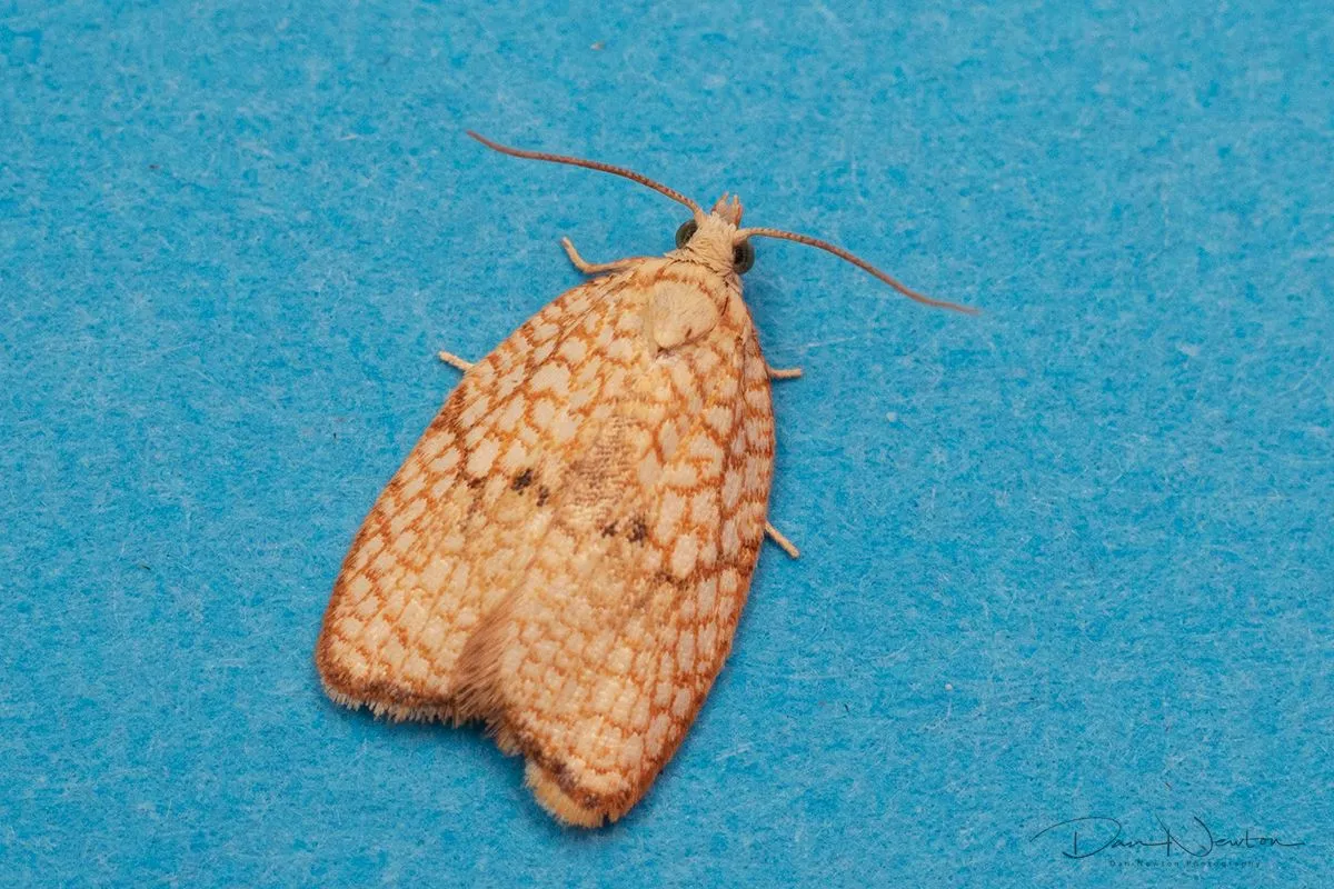 Acleris forsskaleana-0133PP.jpg