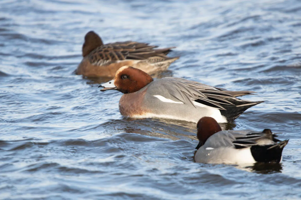 15 - RSPB Freiston Shore Jan 2023-19.jpg