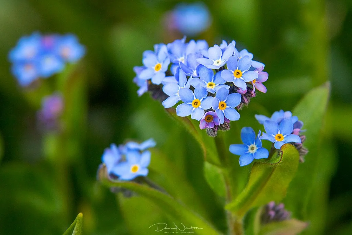 Forget-me-not-7467PP.jpg