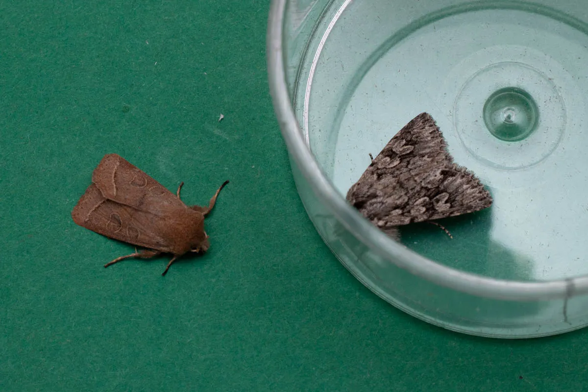 moth15march (3 of 3).jpg