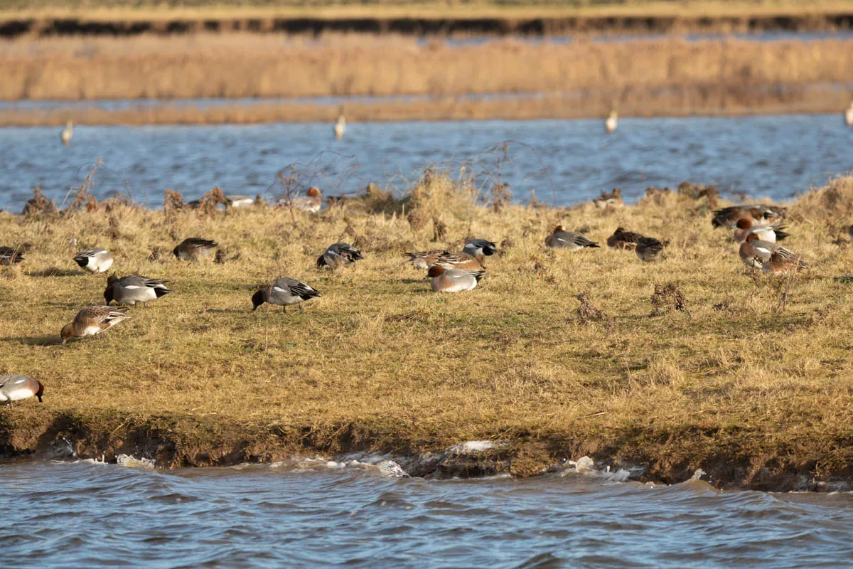 13 - RSPB Freiston Shore Jan 2023-16.jpg