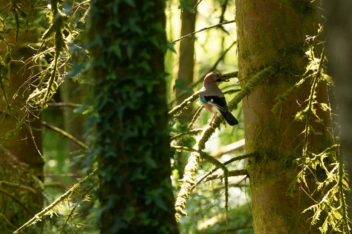 Day 6 kirroughtree-14.jpg