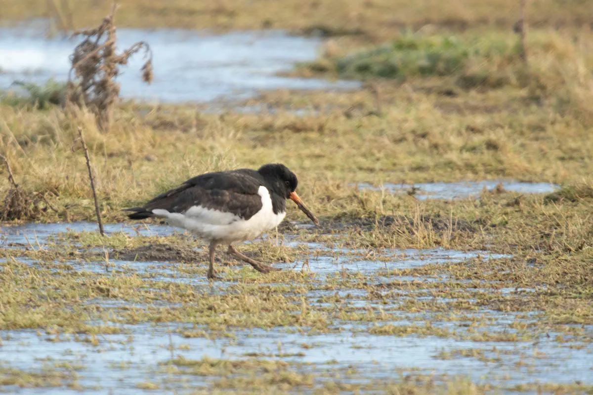 33 RSPB Freiston Shore Jan 2023-42.jpg