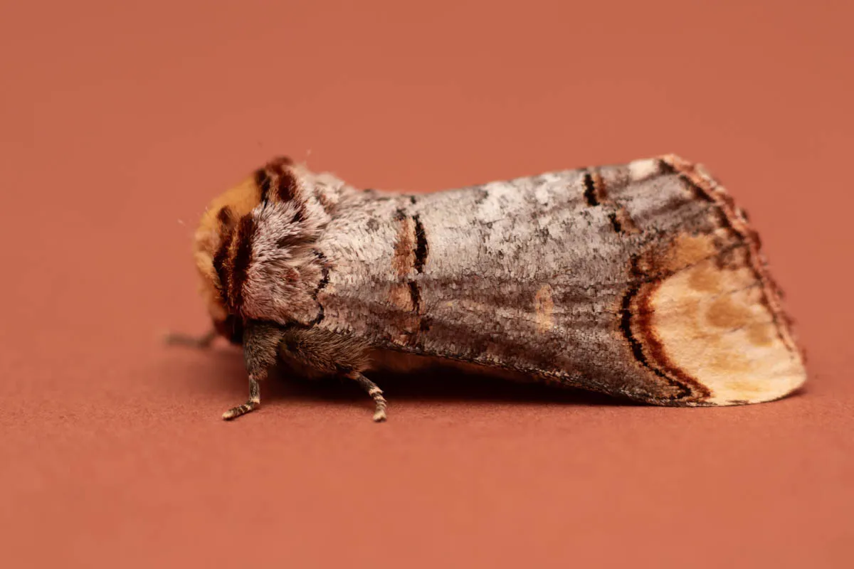 moth trap 3rd may 25b-1.jpg