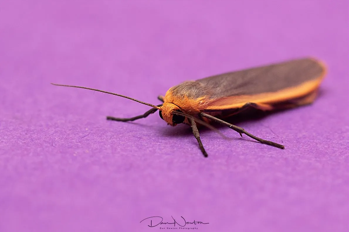 Common Footman-0056PP.jpg
