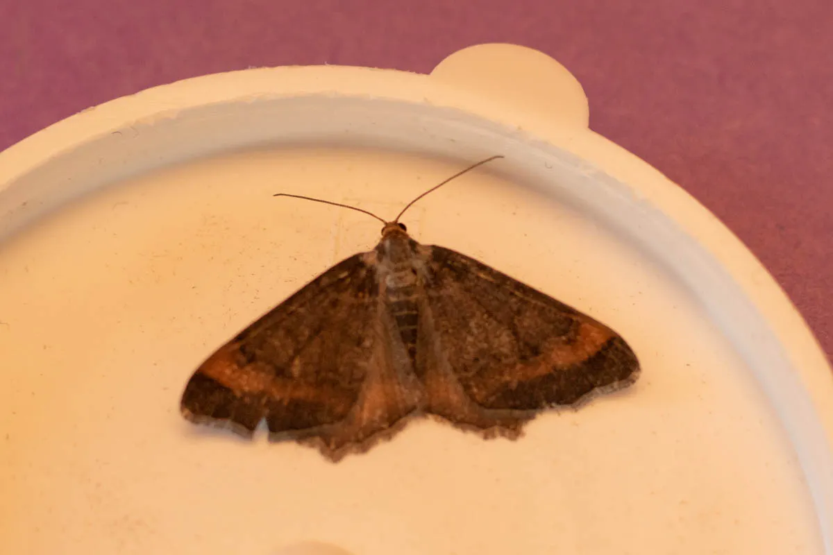 Day 1 moth trap-3.jpg