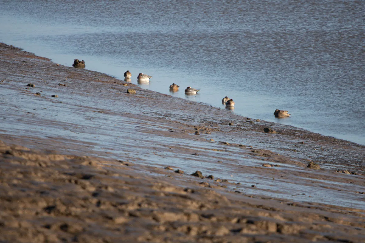25 - RSPB Freiston Shore Jan 2023-28.jpg