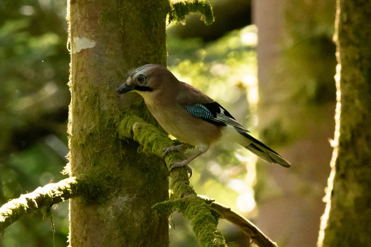 Day 6 kirroughtree-18.jpg