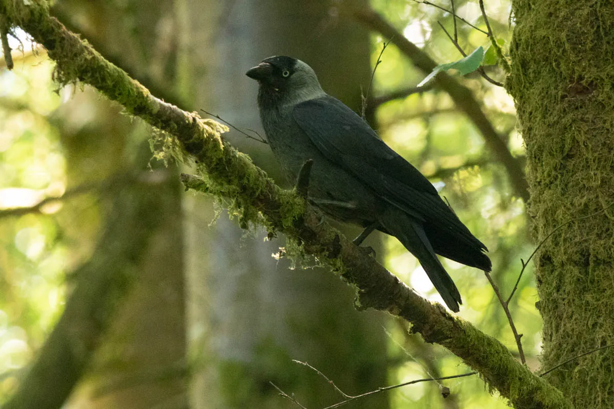 Day 6 kirroughtree-22.jpg