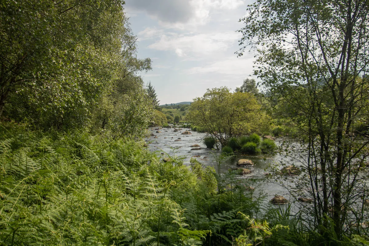 Day 4 A busy day in Galloway Forest-53.jpg