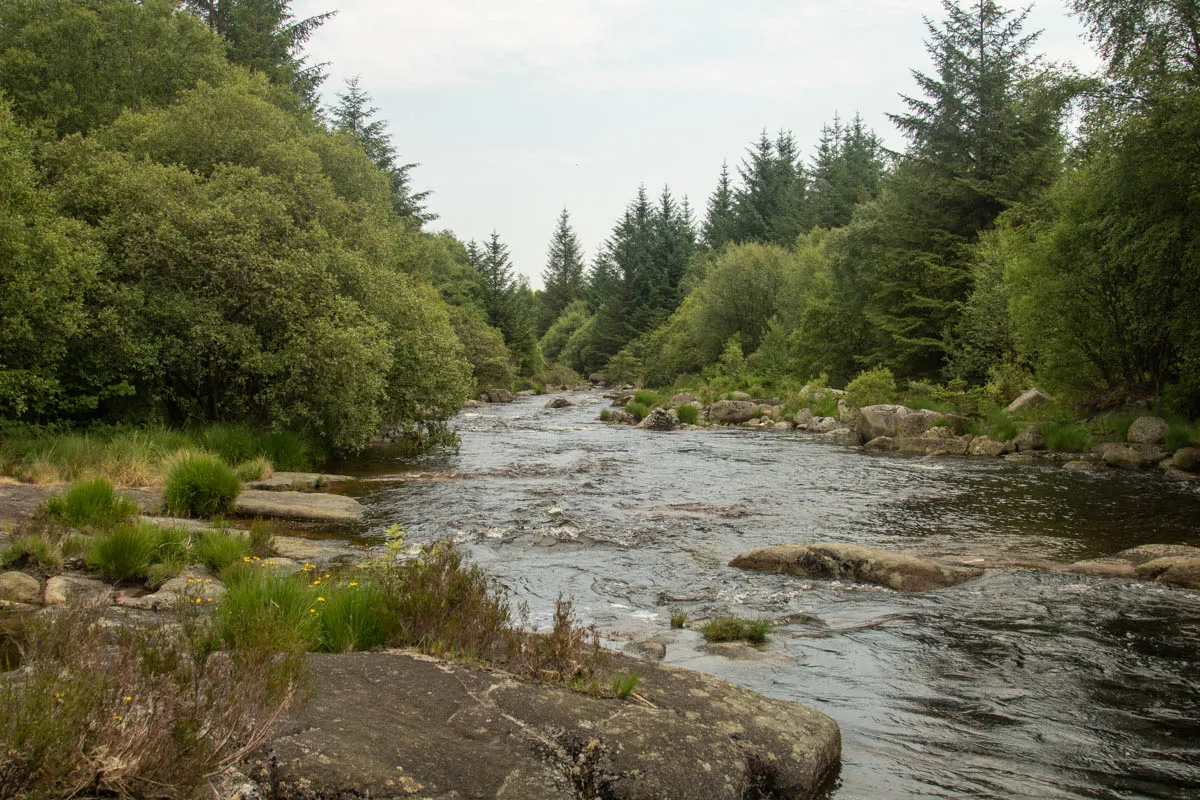 Day 4 A busy day in Galloway Forest-39.jpg