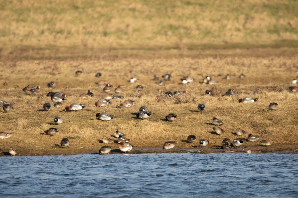 8 - RSPB Freiston Shore Jan 2023-11.jpg