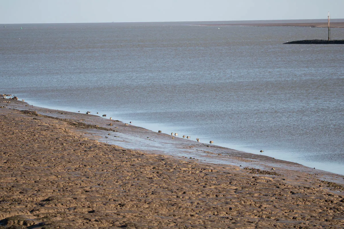 24 - RSPB Freiston Shore Jan 2023-27.jpg