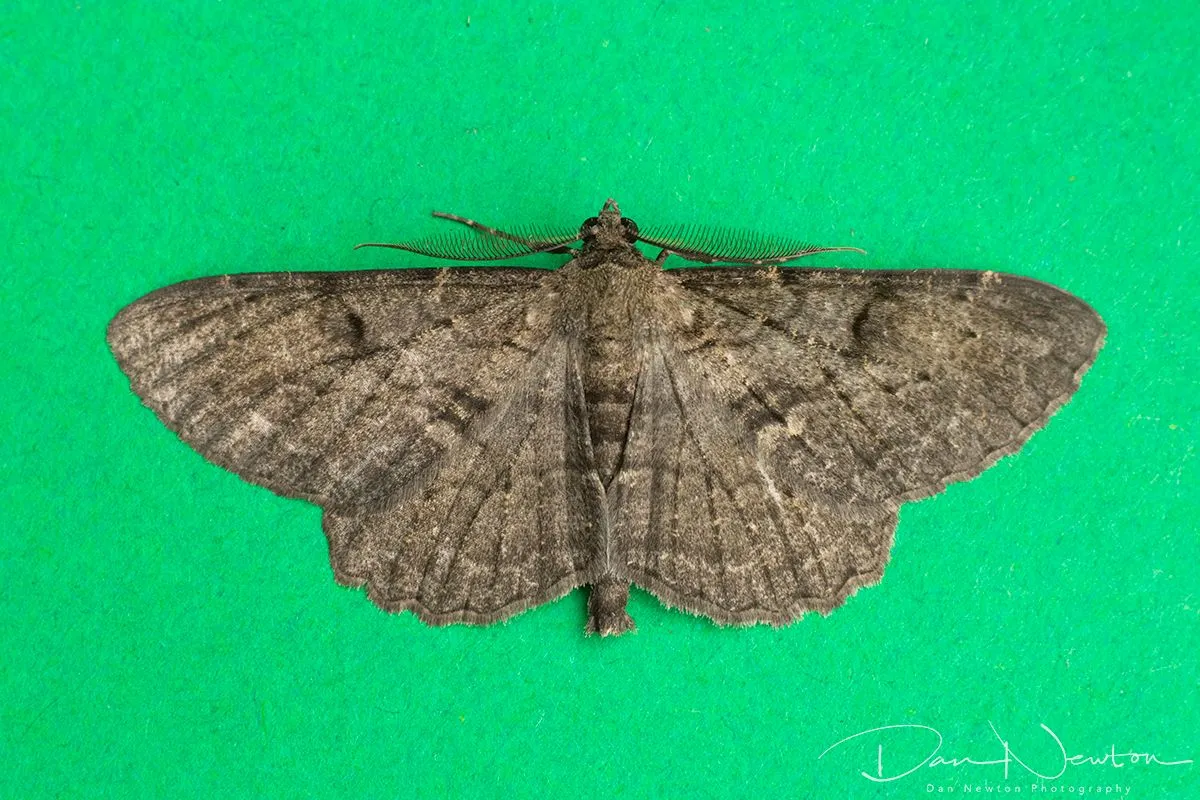 Willow Beauty-2small.jpg