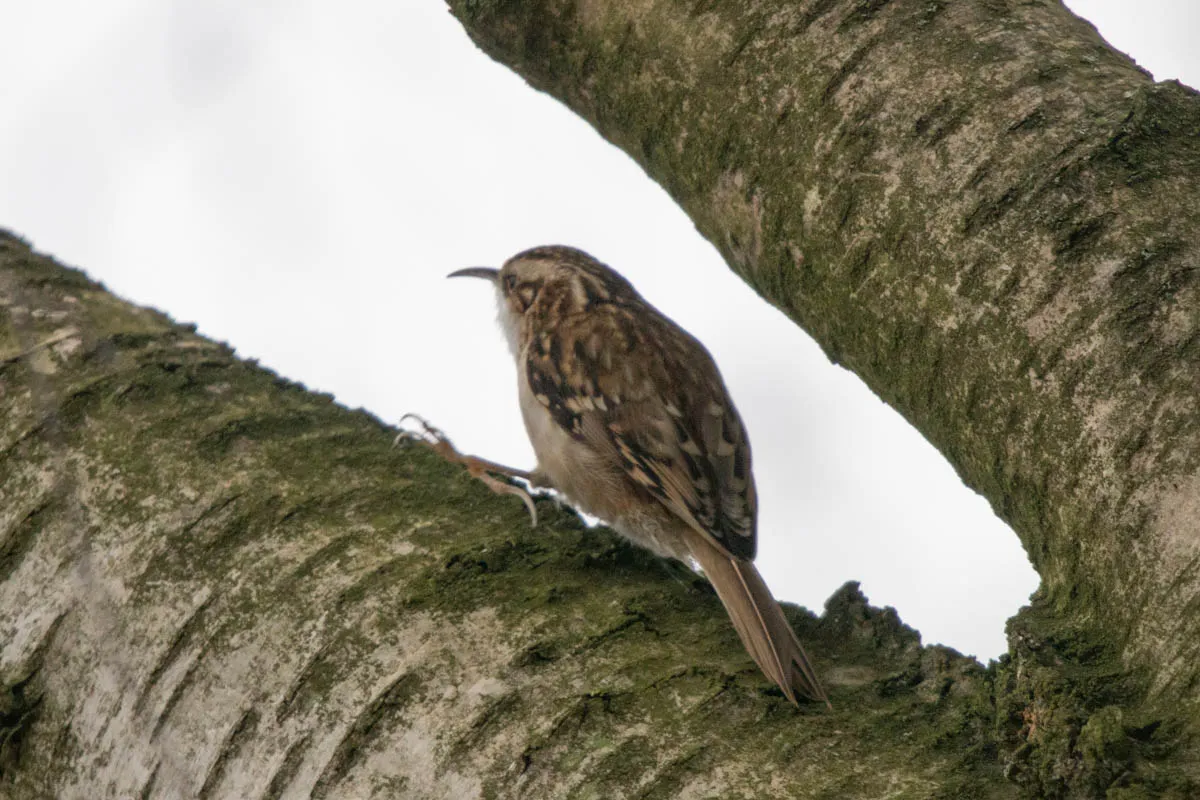 RSPBSherwood Feb 2023-24.jpg