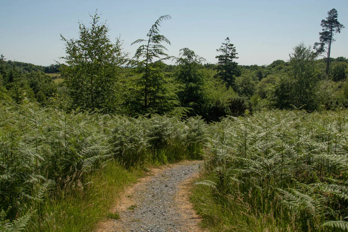 Day 6 kirroughtree-33.jpg