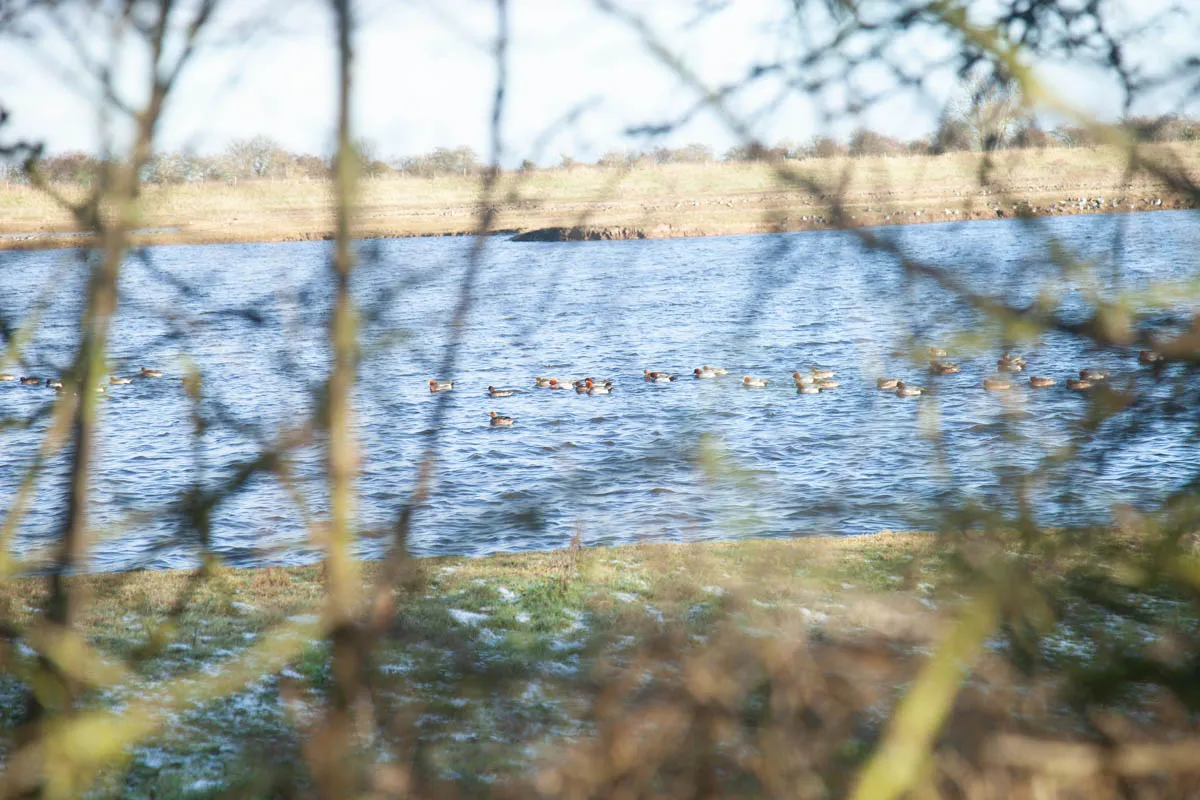 5 - RSPB Freiston Shore Jan 2023-7.jpg