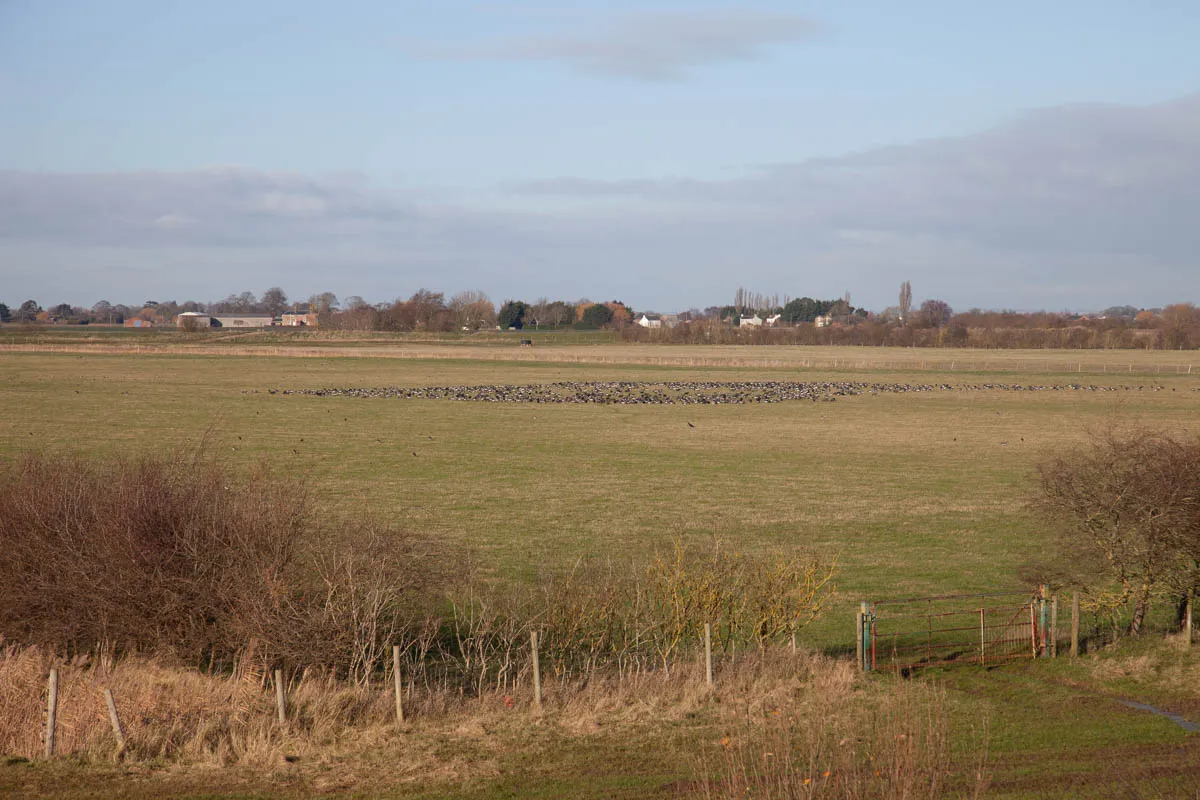 28 - RSPB Freiston Shore Jan 2023-37.jpg