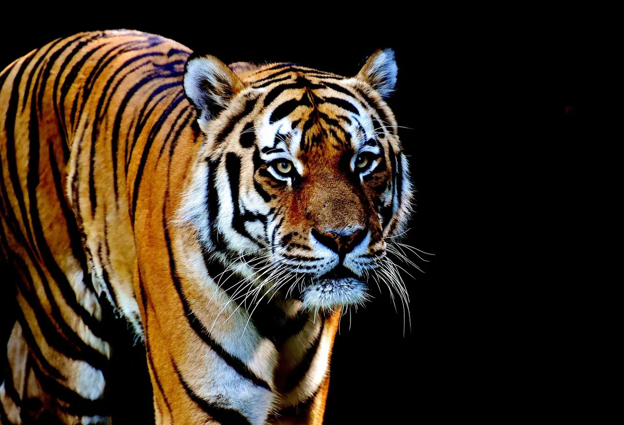tiger-gb78675bfb_1920.jpg