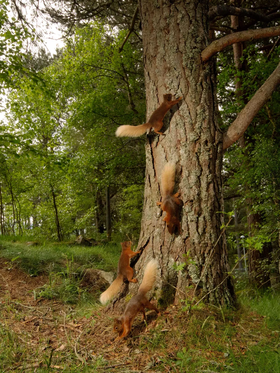 Red Squirrel Composite_ Cropped-Edited_ 1.jpeg