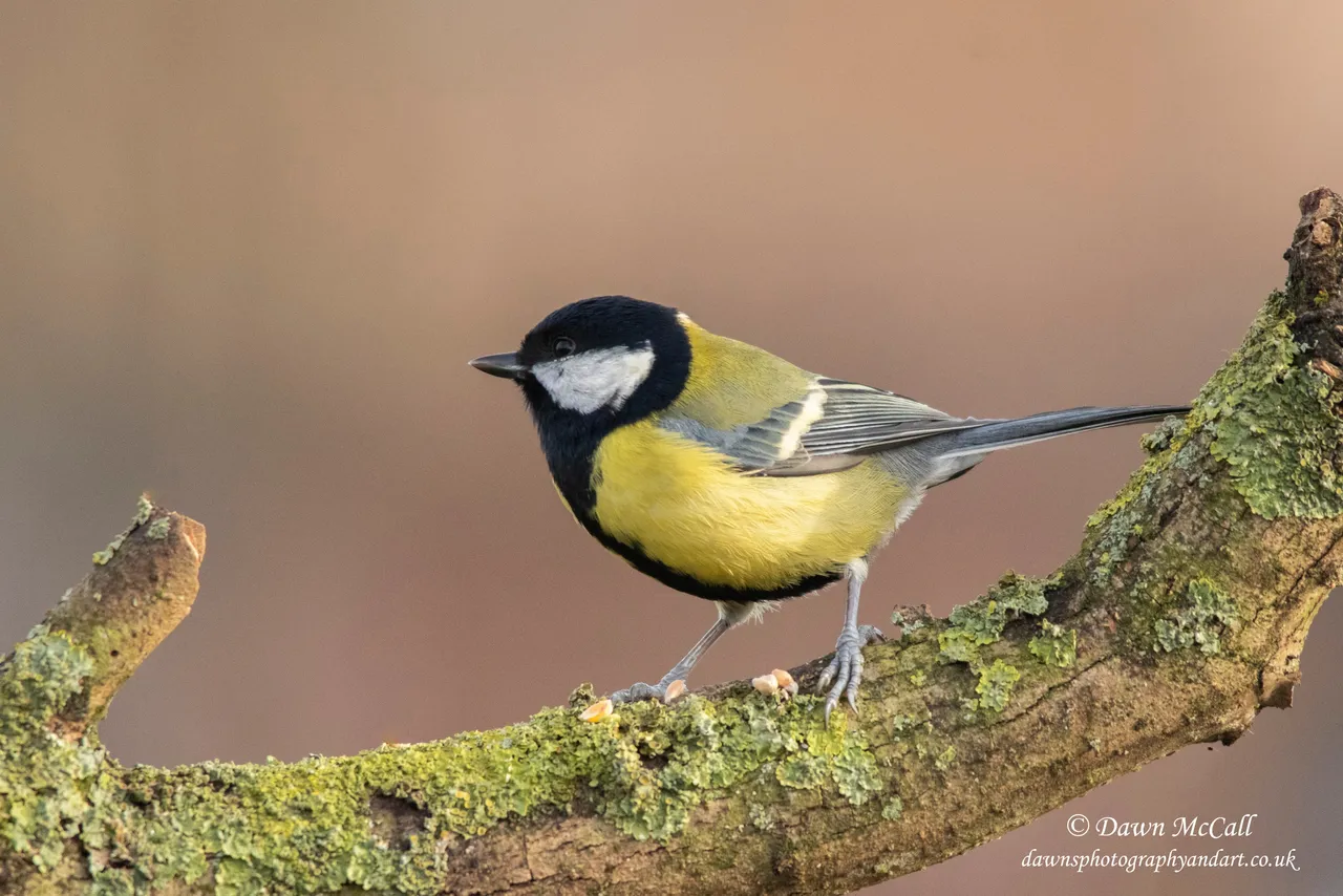 5th January 2021_ Great Tit_ Allotment_ 1 Watermarked.jpg