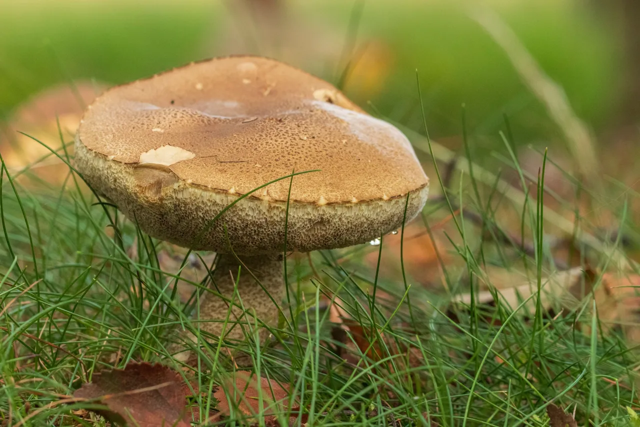 16th Septeer 2020 _Bitter Bolete _Linwood warren _0003.jpg