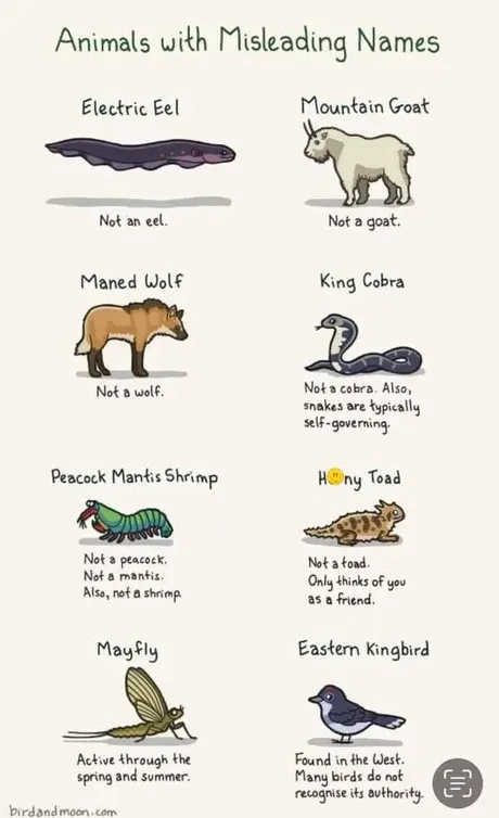 Animals with misleading names.jpeg