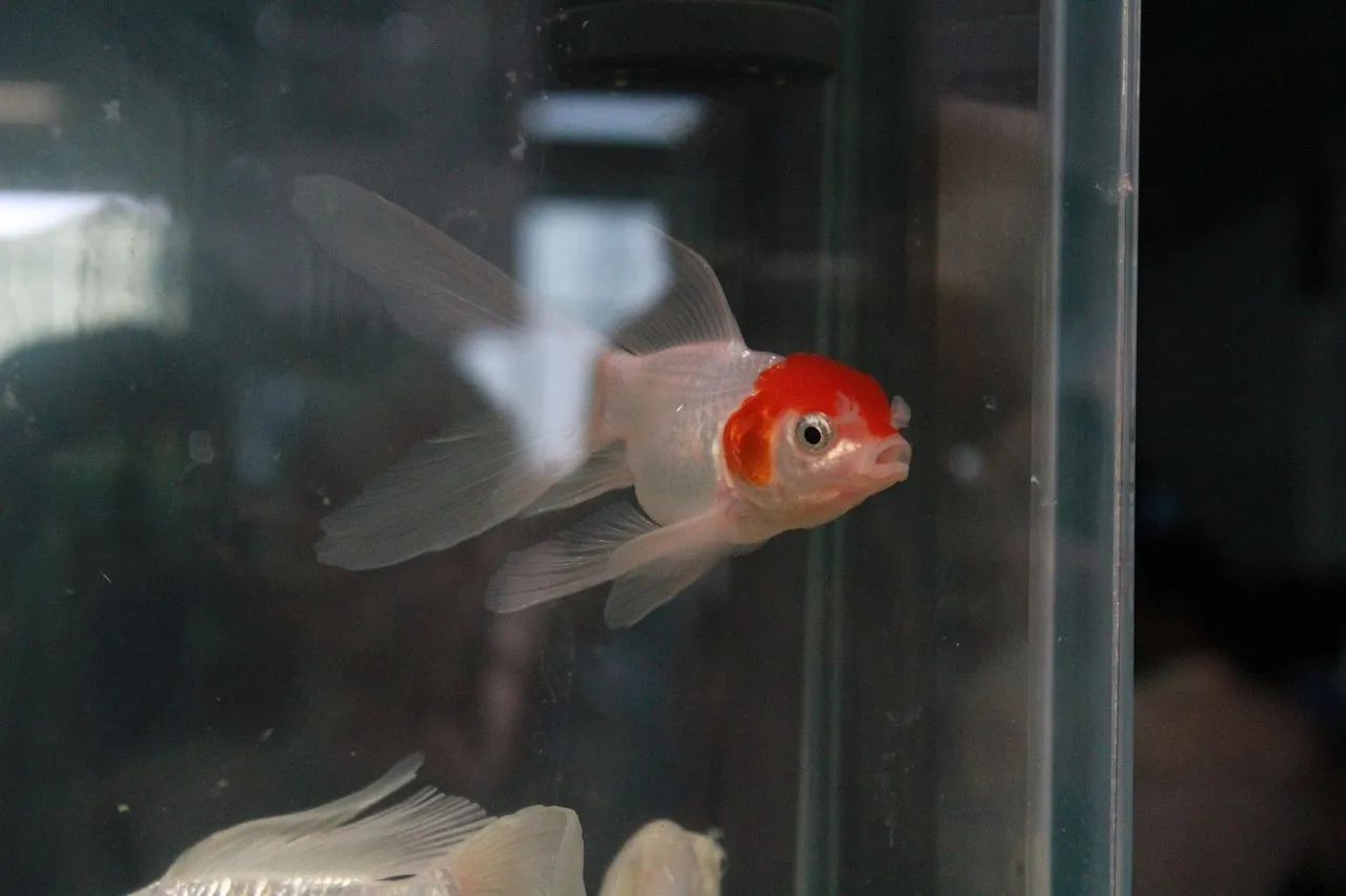 fish-390121_1280.jpg