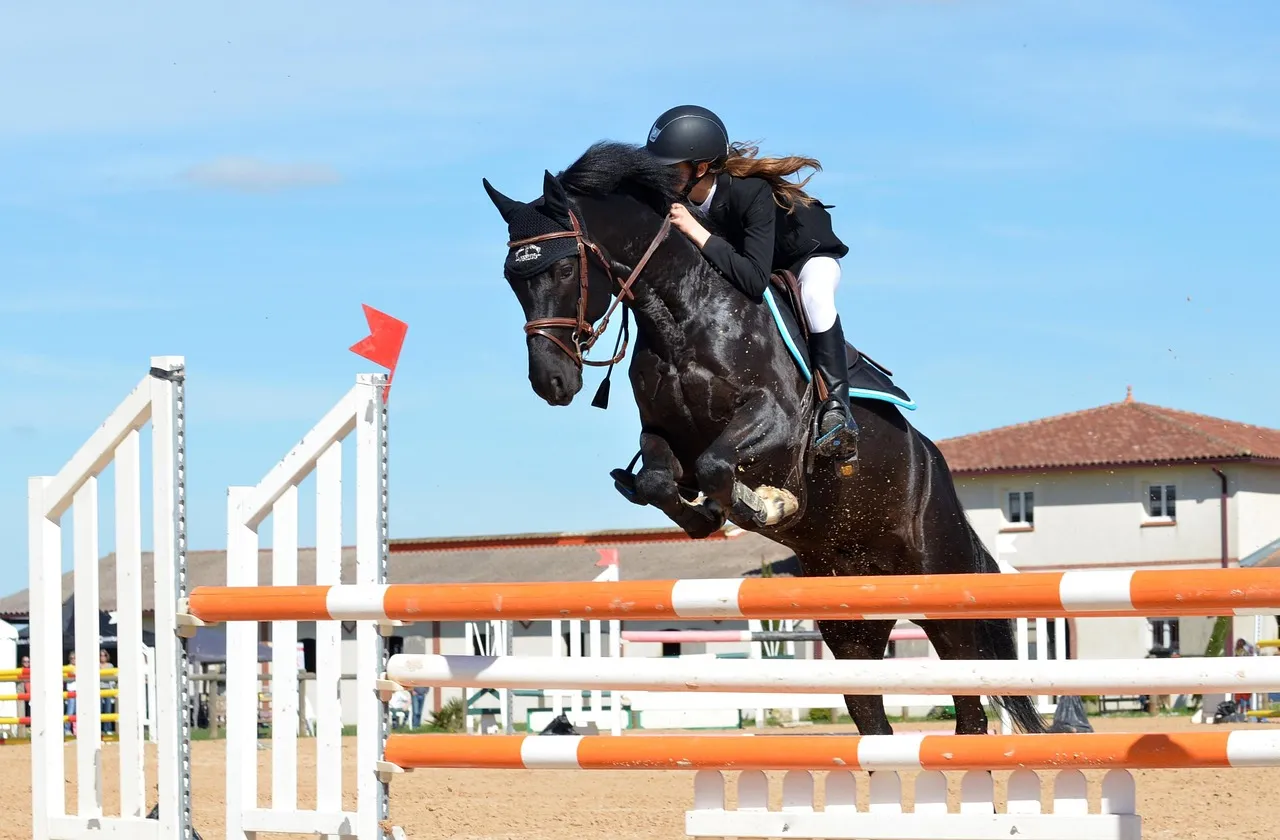 horse-721136_1280.jpg