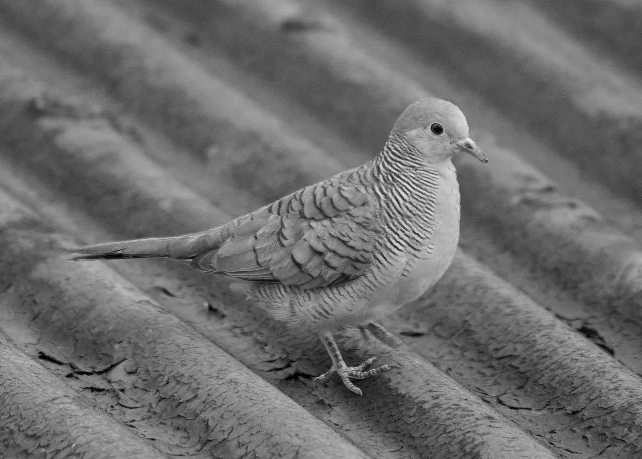 DSC_4074.jpg