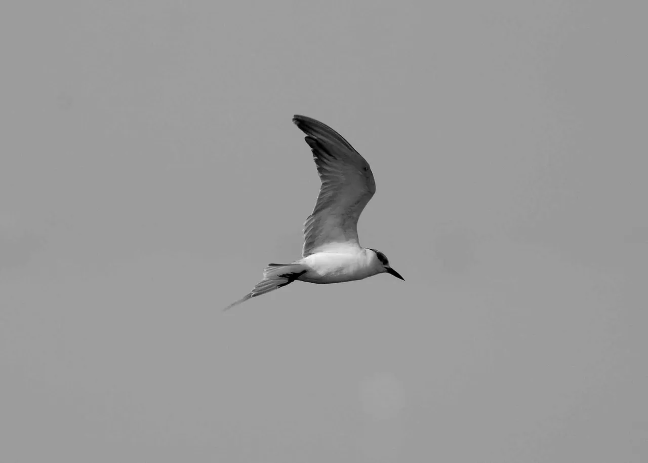 DSC_8484.jpg