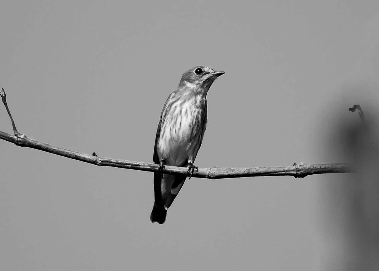 DSC_2111.jpg