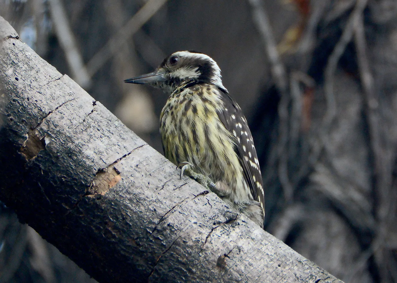 DSC_8751.jpg