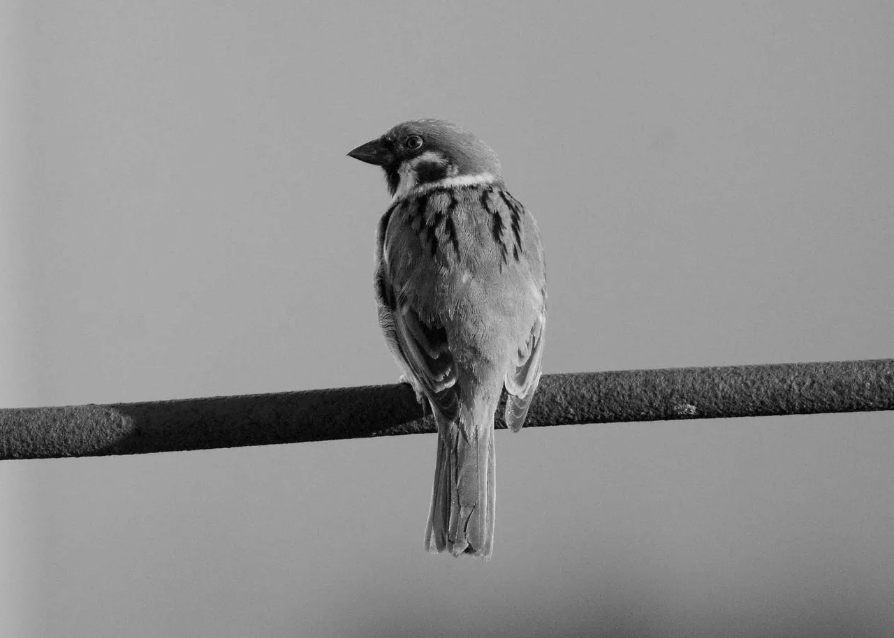 DSC_4423.jpg