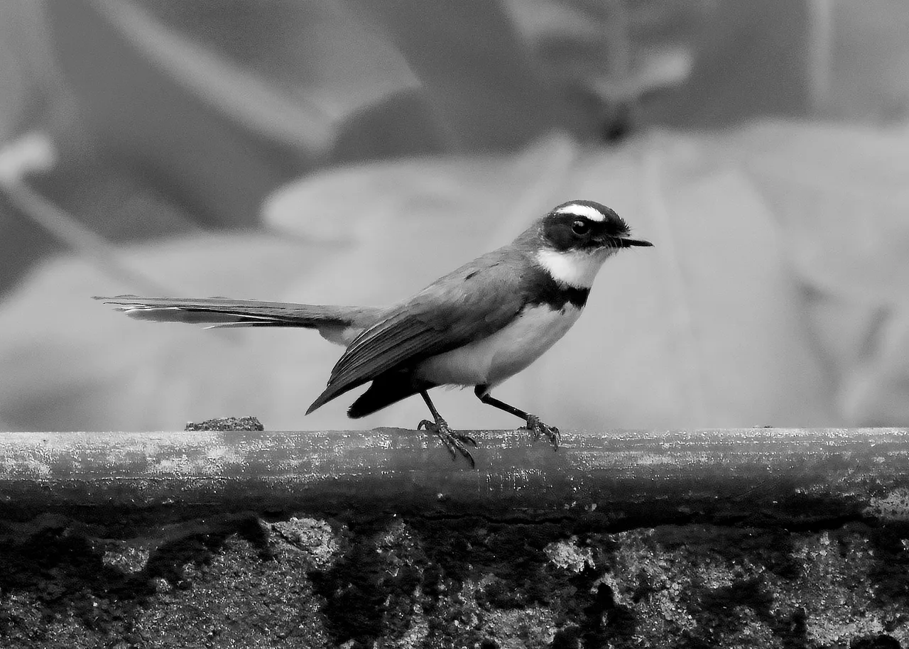 DSC_5821.jpg