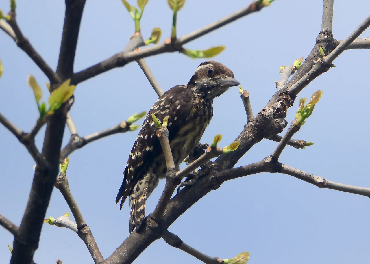 DSC_4555.jpg