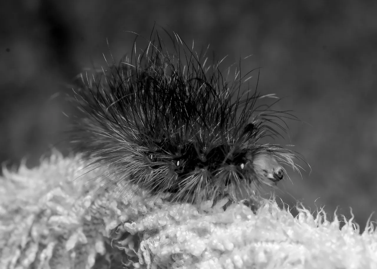 DSC_1832_01.jpg