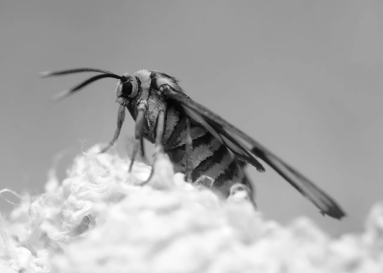 DSC_2204.jpg