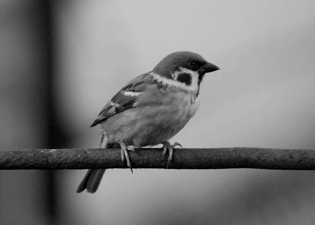 DSC_4343.jpg