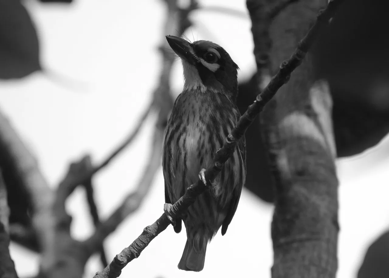 DSC_0683.jpg