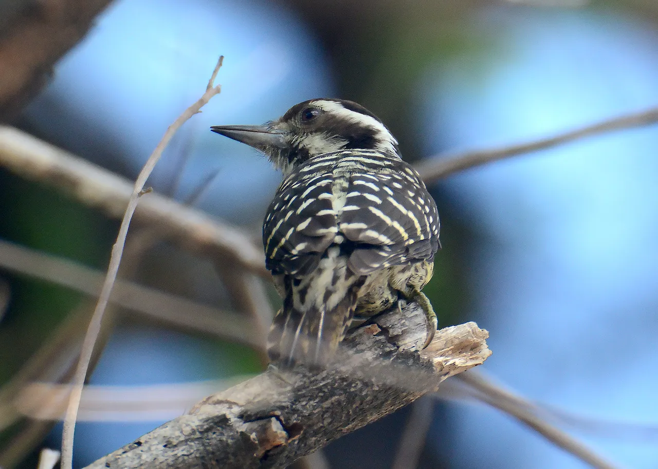 DSC_8807.jpg