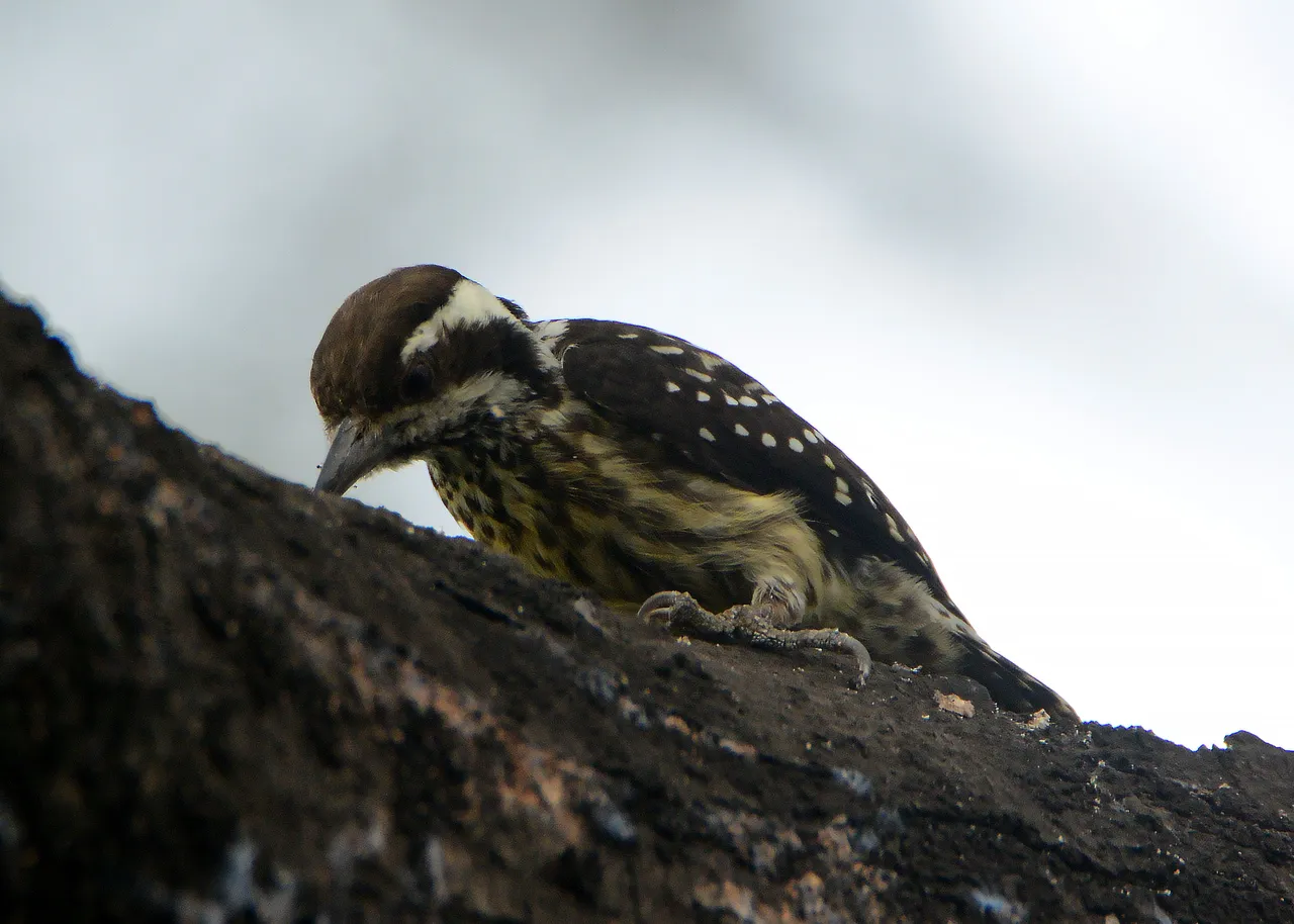 DSC_6619.jpg