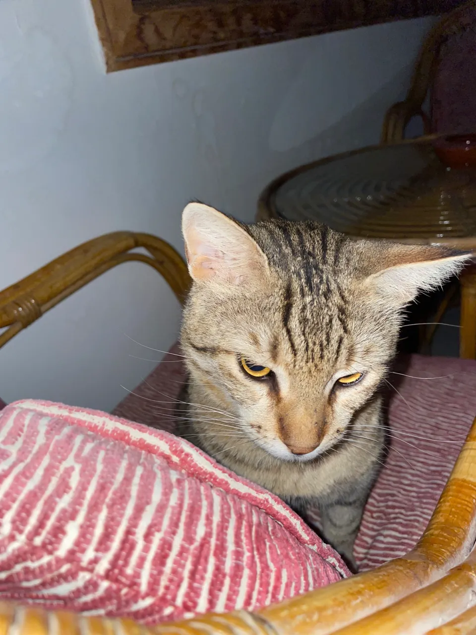 45EBCBD1-C3C3-40D7-B909-877A0DB99971.jpeg
