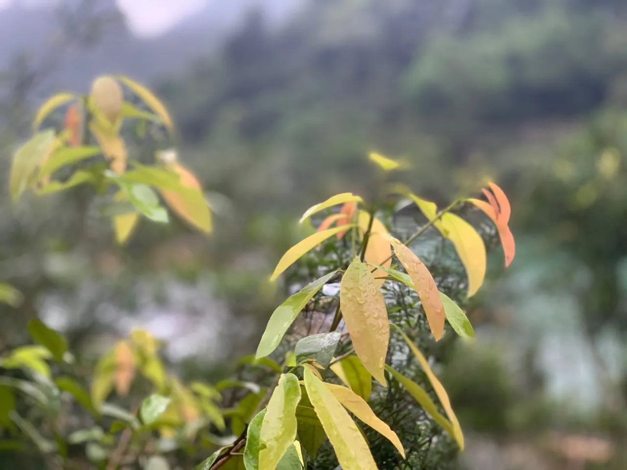 5F07E73C-D2DF-46EB-A3BC-FBE2264E50AC.jpeg