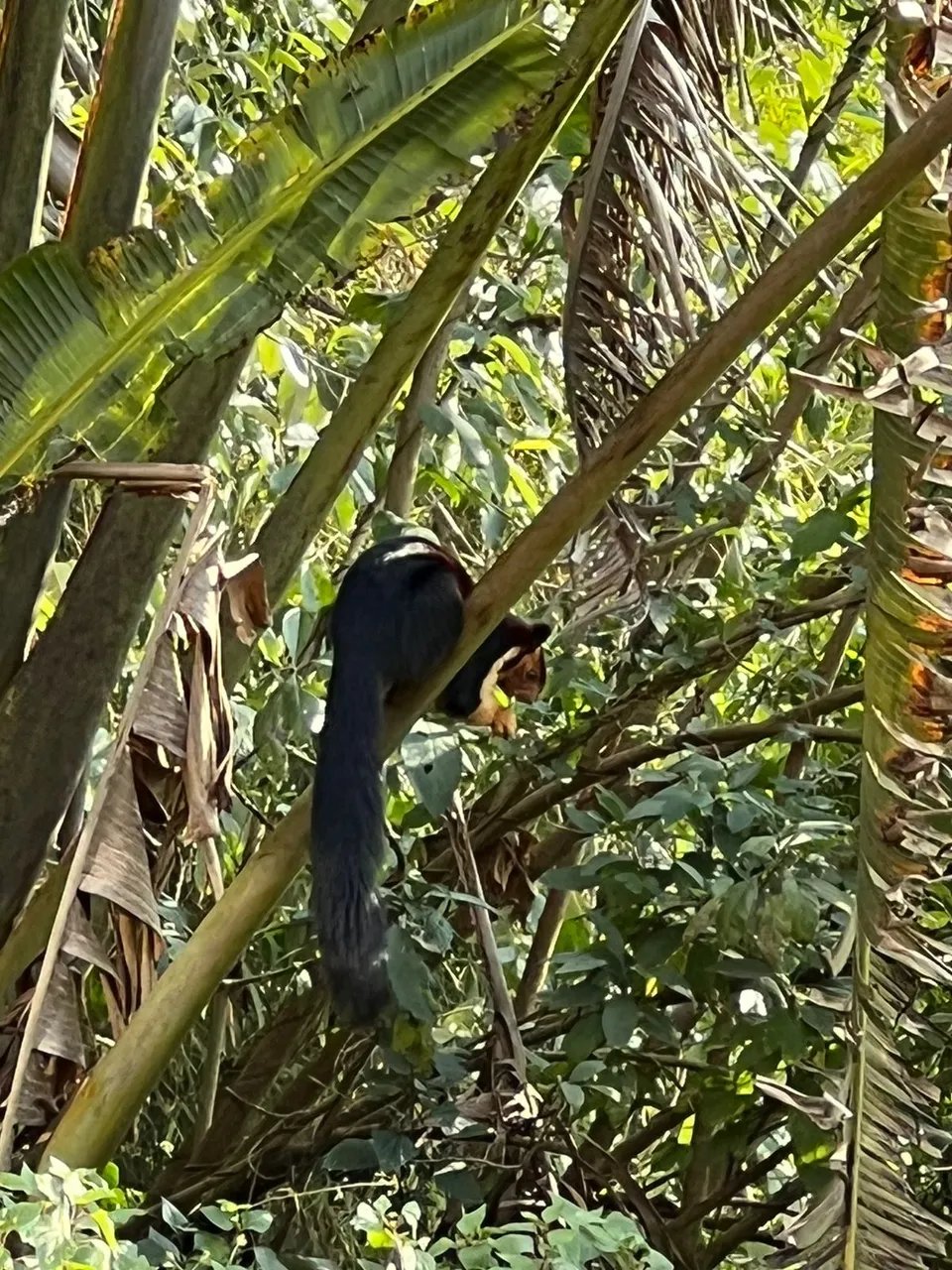 giant-squirrel.jpeg