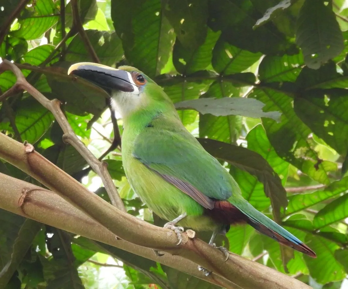 Aulacorhynchus albivitta-Southern emerald toucanet.jpg.jpg