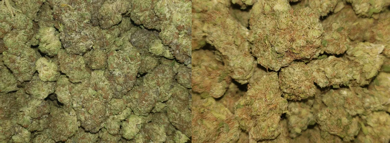 Canna-Combo3.jpg