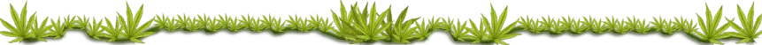 cannabis div 2.png