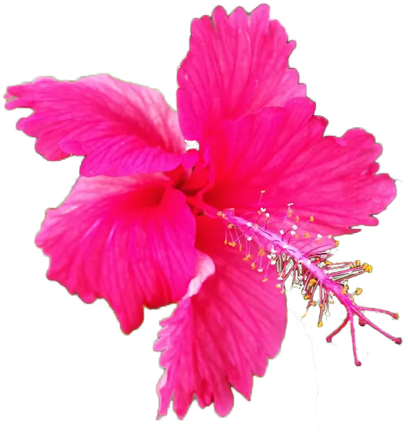 2_hibiscus.png